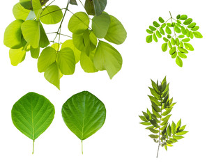 Fototapeta na wymiar Different collection of leaves isolated on a white background include clipping path.