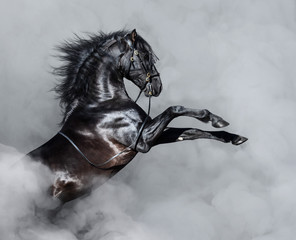 Czarny koń andaluzyjski hodowli w dymie. - 221871426