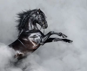 Deurstickers Zwarte Andalusische paard fokken in rook. © Kseniya Abramova