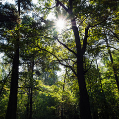 Obraz premium sun rays pass through crowns of trees in forest