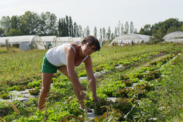 woman picking salad in the field