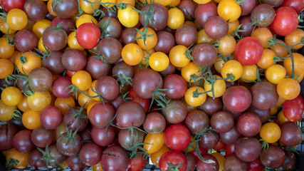 yellow red and dark red ripe and fresh tomatoes