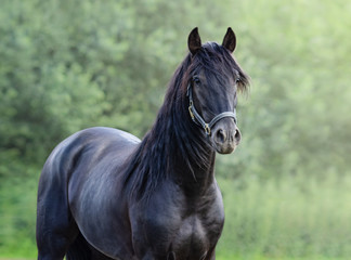 Obraz premium Portret zbliżenie czarny hiszpański koń.