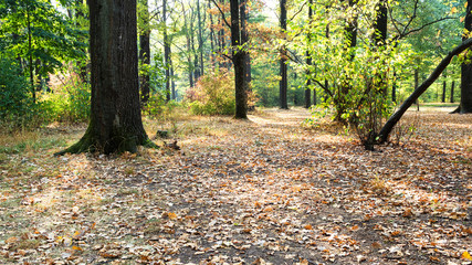 fallen leaves covers in urban park in autumn