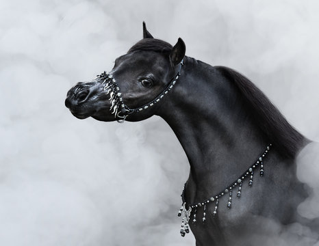 Beautiful black American miniature horse in smoke.