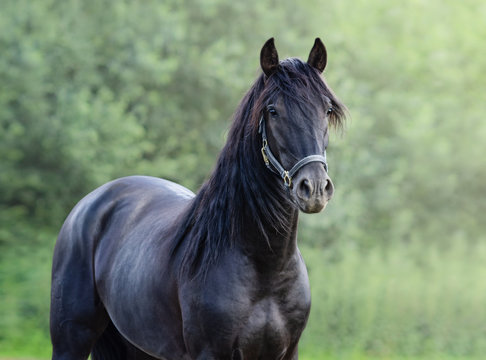 Black Horse Front Images – Browse 4,129 Stock Photos, Vectors, and Video |  Adobe Stock