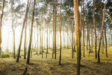 Forest area of Pine tree at the sea beach on the sand in the morning. India, Asia, February 2018.