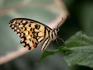 Black and yellow butterfly