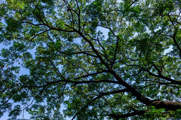 Background of nature