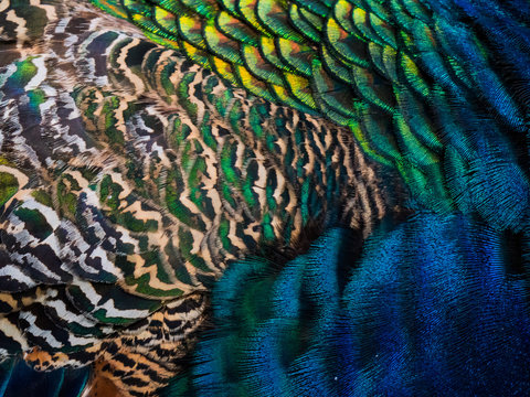 Peacock feather