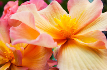 Fototapeta na wymiar Bright Flower (Wide)