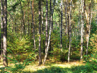 Obraz premium sosny i brzozy w lesie jesienią