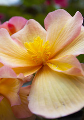 Fototapeta na wymiar Bright Flower (Tall)