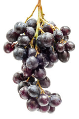 Bio organic blue grapes isolated on white background