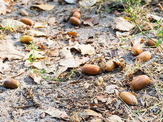 natural fallen acorns between yellow leaves