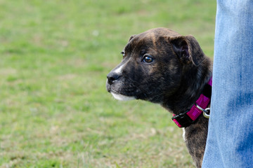 Puppy Terrier looking timidly out from behind owner's legs