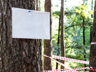 blank sheet of paper on pine tree outdoors