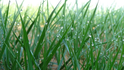 Green grass with dew drops