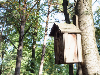 old wooden birdhouse on tree in sunny autumn day