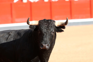 Toro bravo en la plaza