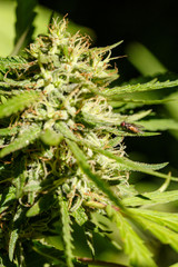 Housefly sucking trichomes of a cannabis bud almost ready to harvest