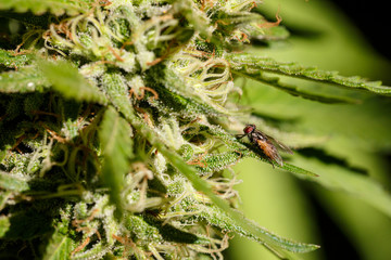 The fly buzz. Housefly sucking the THC rich trichomes of a cannabis plant bud almost ready to harvest