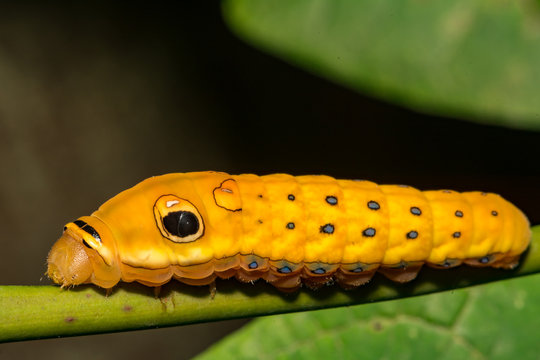 Spicebush Swallowtail Butterfly Caterpillar (Papilio Troilus)