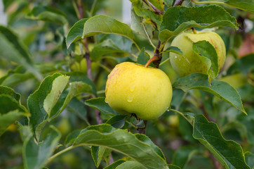 juicy ripe Apple is located in the foreground on the tree after the rain
