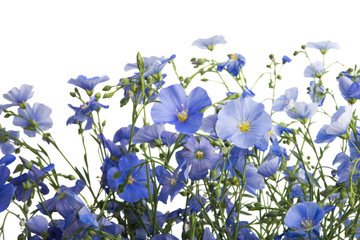 Fototapeta na wymiar flax flowers isolated
