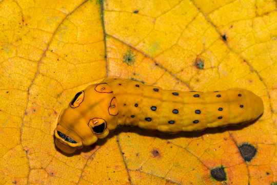 Spicebush Swallowtail Butterfly Caterpillar (Papilio Troilus)