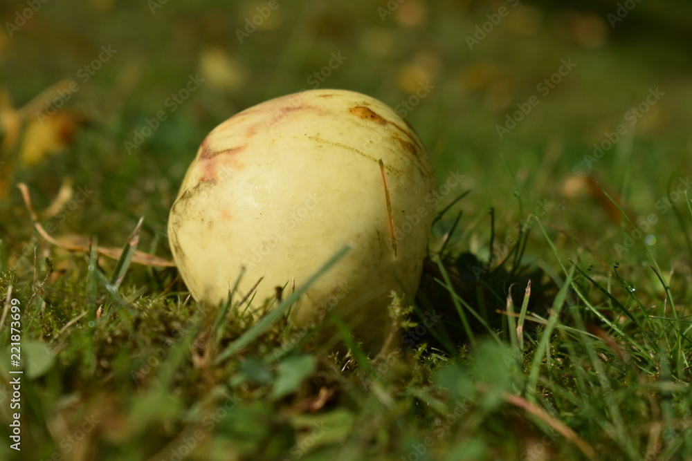 Wall mural apple on grass