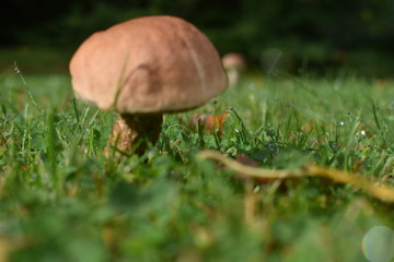 Mushrooms in the forest
