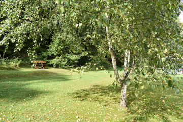 Early autumn in woods