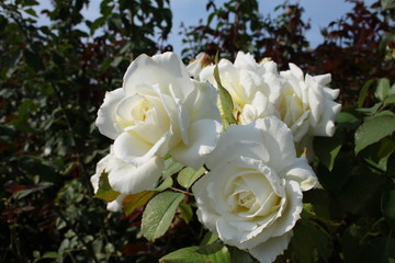 White roses, a sprig of white rose full of flowers