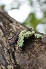 lichen