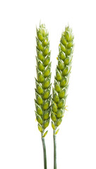 green wheat ear isolated