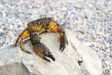 Crab sitting on a stone 