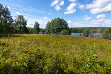 Fototapeta premium Anthill on a stump