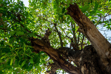 Background of nature