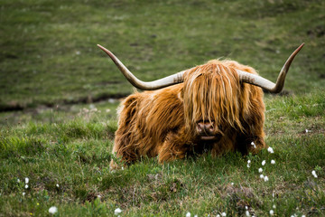 Highland Cow