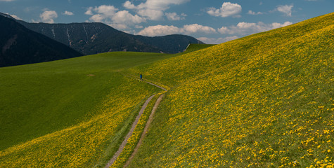 Alpine field