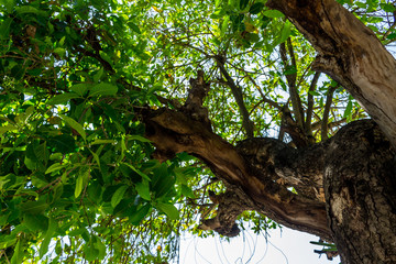 Background of nature