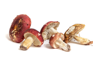 Group of mushrooms russula on white background