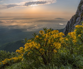 Rhododendron yellow in the mountains. Dawn. Large flowers. The blossoming rhododendron on Mount Beshtau. It is listed in the Red Book of Russia.