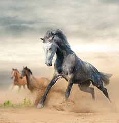 Fototapeta na wymiar Beautiful wild horses on freedom