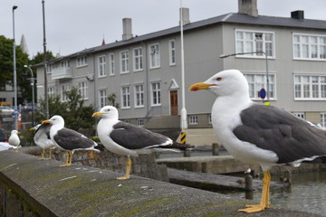 seagulls