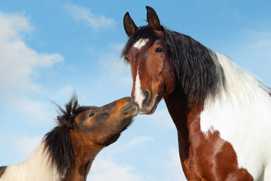 Pinto Pony kisses big saddle horse