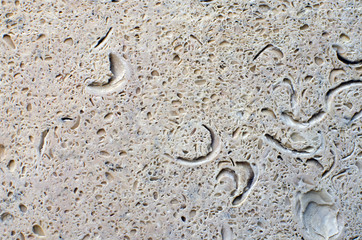 stone texture shell rock
