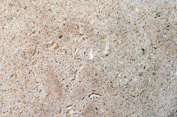 stone texture shell rock