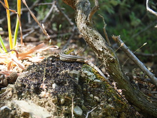 Lizard in the woods 2